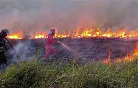 Suhu Capai 40 Derajat, 6 Hektare Lahan Di Pekanbaru Terbakar