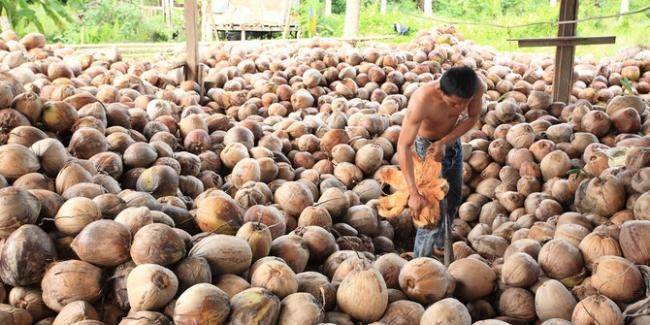 Harga Komoditi Perkebunan di Riau Naik, Pinang Kering Turun