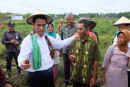 Mendarat di Riau Malam Ini, Menteri Pertanian Dijadwalkan Panen Raya Padi di Pelalawan