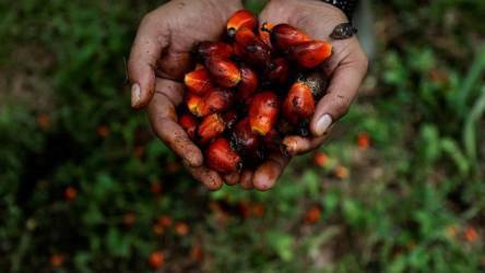 TBS Sawit Riau Mitra Swadaya dan Plasma Sama-sama Naik