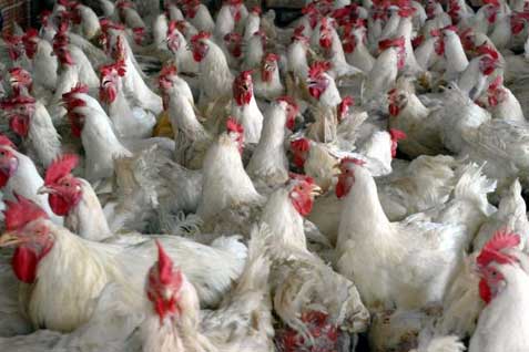 Harga Gula Pasir, Ayam Potong dan Daging Sapi Di Pekanbaru Masih Belum Stabil
