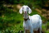 Waktu Aqiqah dan Apakah Seluruh Dagingnya Wajib Disedekahkan?
