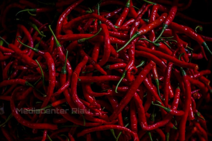 Harga Cabai di Pekanbaru Semakin 'Pedas', Ini Langkah Wali Kota Turunkan Harga