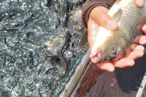 Ribuan Ikan di Waduk PLTA Koto Panjang Mati Mendadak