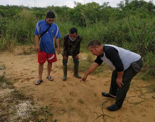 BBKSDA Provinsi Riau Benarkan Ada Jejak Harimau di Tambang