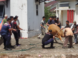 Idul Adha, Penipuan Kurban Online Kian Marak