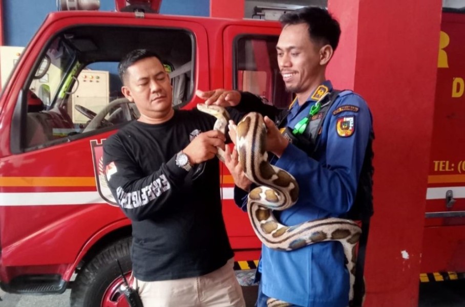 Serba Bisa Damkar Pekanbaru: Bantu Warga Lepas Cincin, Gembok, Hingga Evakuasi 214 Ular