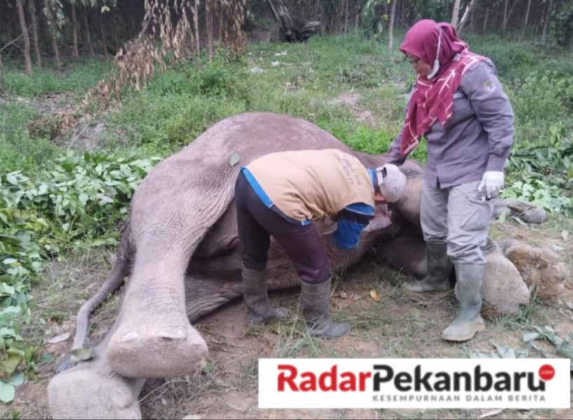 Sudah Lama Konflik Gajah Dan Manusia, Akhirnya Seekor Gajah Mati Diduga Kuat Memakan Racun