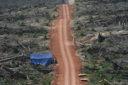 Ribuan Hektare Hutan Digerogoti, DPRD Kuansing Bentuk Pansus HPT