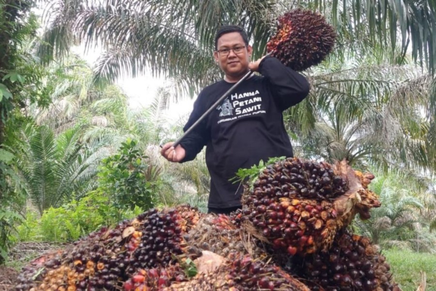 Turun Rp18 per Kg, Harga TBS Sawit Swadaya Riau Jadi Rp3.866