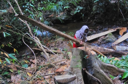 Polres Inhu Usut Aktifitas Pembalakan Liar Di Taman Nasional
